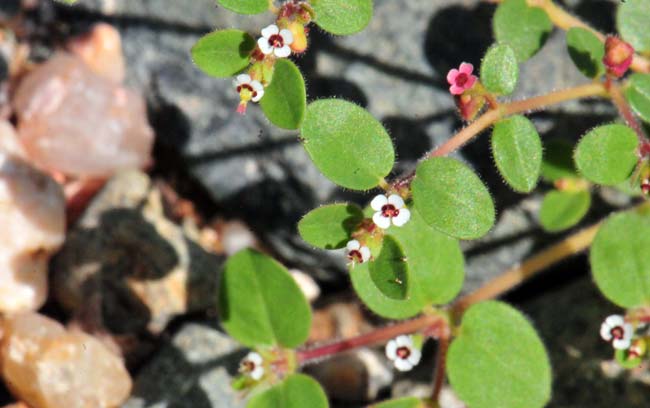 Chamaesyce arizonica, Arizona Sandmat, Southwest Desert Flora